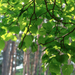A Guide to Fodder Trees and Plants - Part Two: Exotics