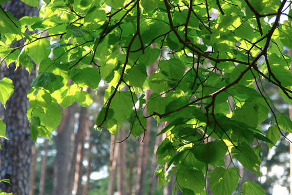 A Guide to Fodder Trees and Plants - Part Two: Exotics