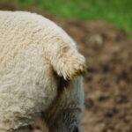 A docked lamb's tail should be long enough to cover a female lamb's vulva, or a similar length in males.