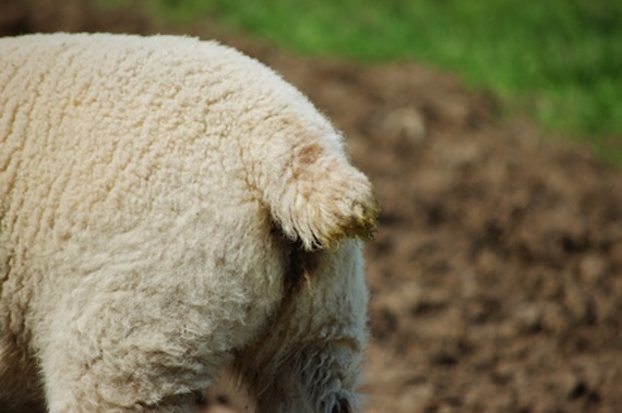 A docked lamb's tail should be long enough to cover a female lamb's vulva, or a similar length in males.