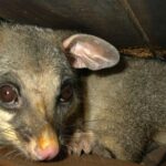 Five ways to catch food in the wild