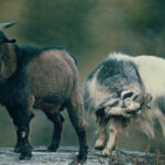 Goat hunting in New Zealand