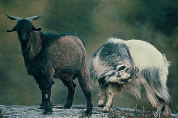 Goat hunting in New Zealand