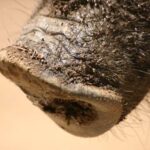History of Wild Pigs in New Zealand