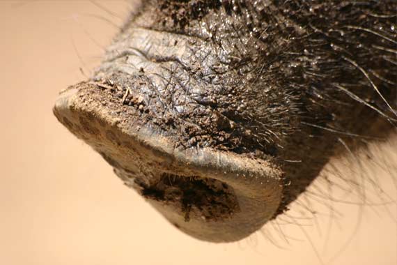 History of Wild Pigs in New Zealand
