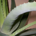 How to propagate an aloe vera plant from a leaf cutting