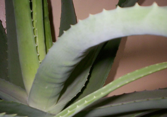 How to propagate an aloe vera plant from a leaf cutting