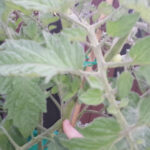 How to propagate tomatoes from laterals