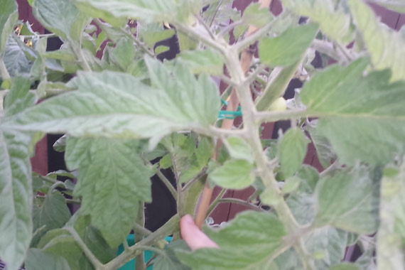 How to propagate tomatoes from laterals