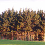 Planting a Shelterbelt