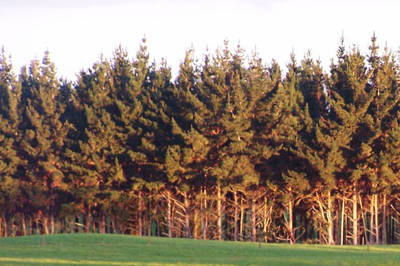 Planting a Shelterbelt