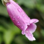 Poisonous Plants: Foxglove