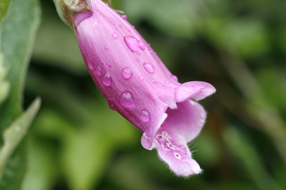 Poisonous Plants: Foxglove