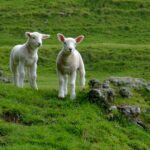 Preventing and treating flystrike in sheep