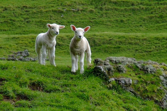 Preventing and treating flystrike in sheep