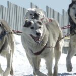 Dogs in Action: Working Dogs and Their Stories, by Maria Alomajan.
