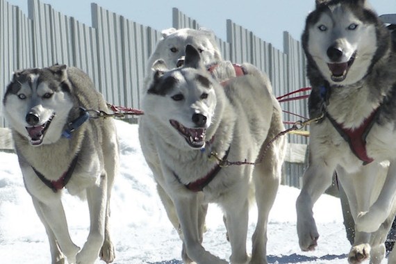 Dogs in Action: Working Dogs and Their Stories, by Maria Alomajan.