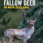 Review | Hunting Fallow Deer in New Zealand by Howard Egan