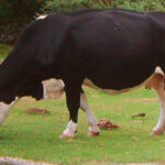 Signs that a cow is calving (parturition)