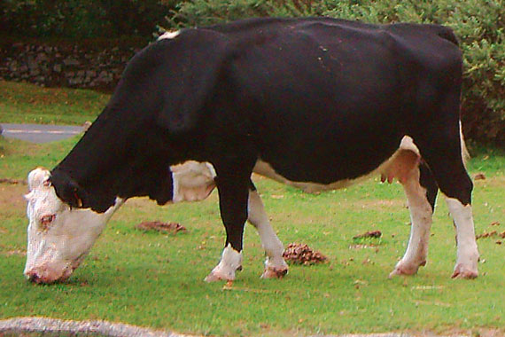 Signs that a cow is calving (parturition)