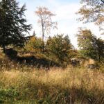 Surviving the bush: SOS tips